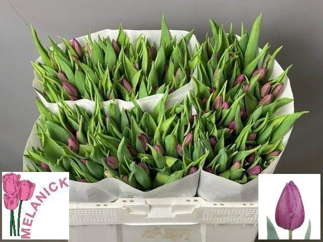 <h4>TU EN PURPLE PRINCE</h4>