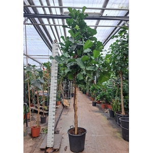 Ficus Lyrata multistam 380