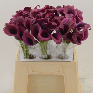 Calla Dior