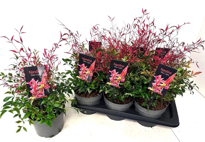 <h4>NAND DOMESTICA</h4>