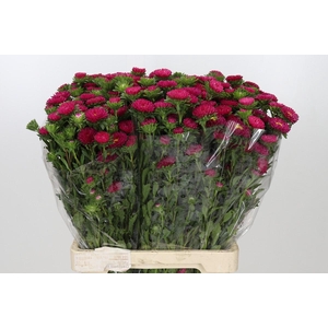Callistephus Hot Pink Dark