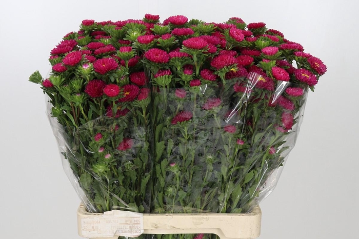 <h4>Callistephus Hot Pink</h4>
