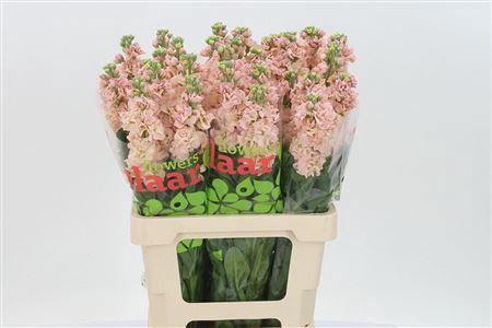 <h4>Matth Iron Apricot</h4>