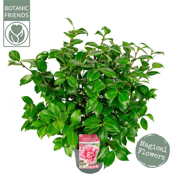 <h4>Camellia jap. 'Bonomiana' Premium</h4>