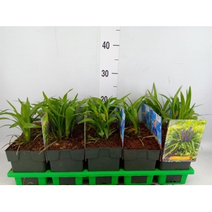 Liriope muscari 'Royal Purple'