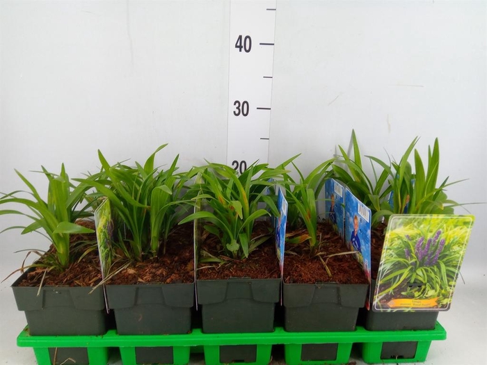 <h4>Liriope muscari 'Royal Purple'</h4>