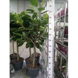 Ficus benghalensis