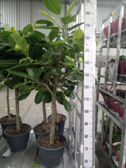 <h4>Ficus benghalensis</h4>