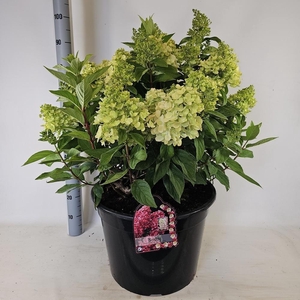 HYDR PANICULATA