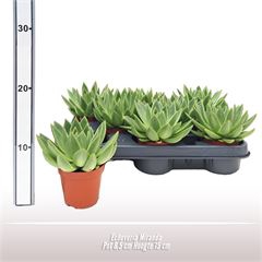 <h4>Echeveria Miranda</h4>