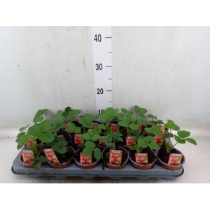Fragaria   ...