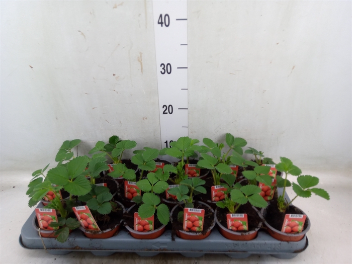 <h4>Fragaria   ...</h4>