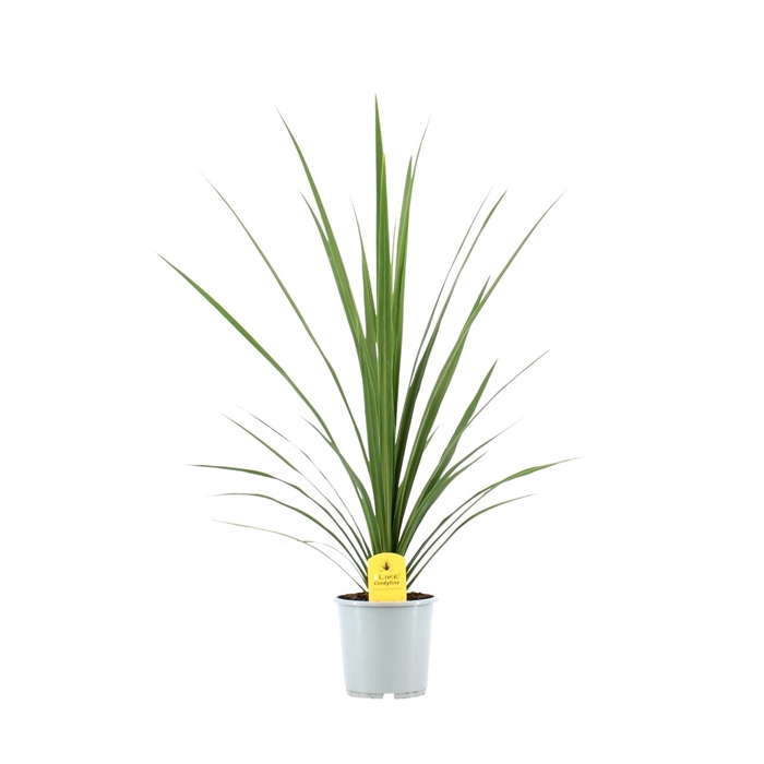 <h4>Cordyline Australis Peko - 17cm</h4>