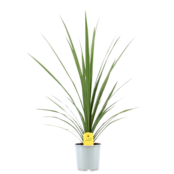 <h4>Cordyline Australis Peko - 17cm</h4>