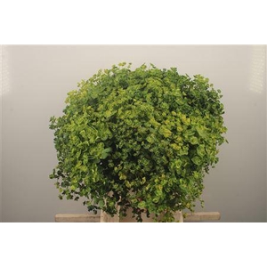 Euphorbia Wolfsmelk Per Bunch