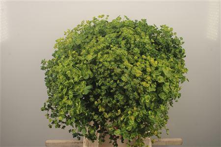 <h4>Euphorbia Wolfsmelk Per Bunch</h4>