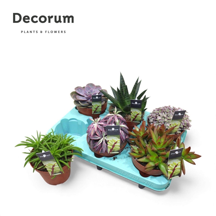 <h4>Succulenten Mix (decorum)</h4>