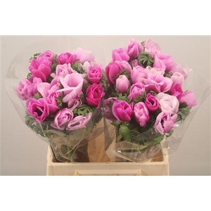 Anem Mistral Malva Super