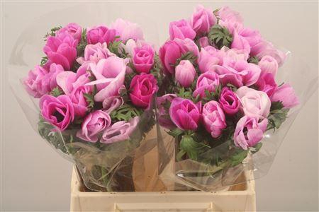 <h4>Anem Mistral Malva Super</h4>