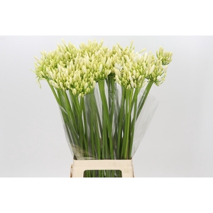 Agapanthus Gletsjer