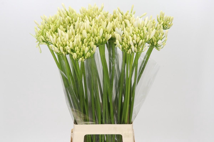 <h4>Agapanthus Gletsjer</h4>