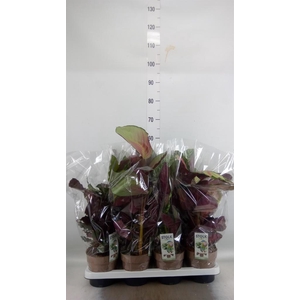 Calathea   ...mix 4