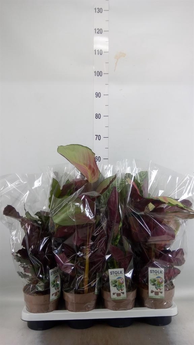 <h4>Calathea   ...mix 4</h4>