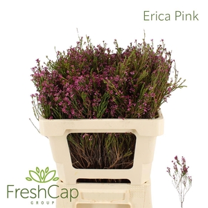 Erica Pink