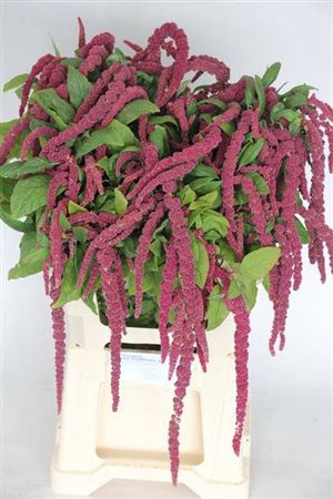 <h4>Amar Ca Red Cord</h4>