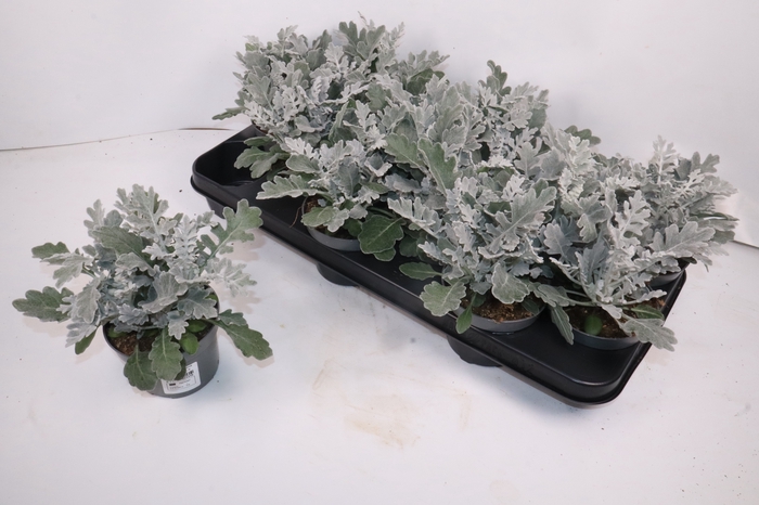 <h4>JACOBAEA MARITIMA</h4>
