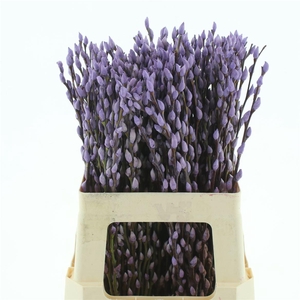 Salix Snow Flake Klb Milka