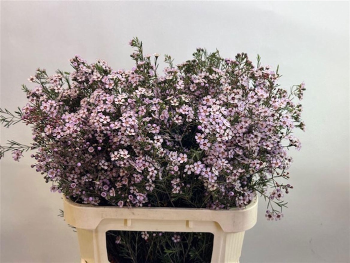 <h4>CHAME UN PINK DREAM</h4>