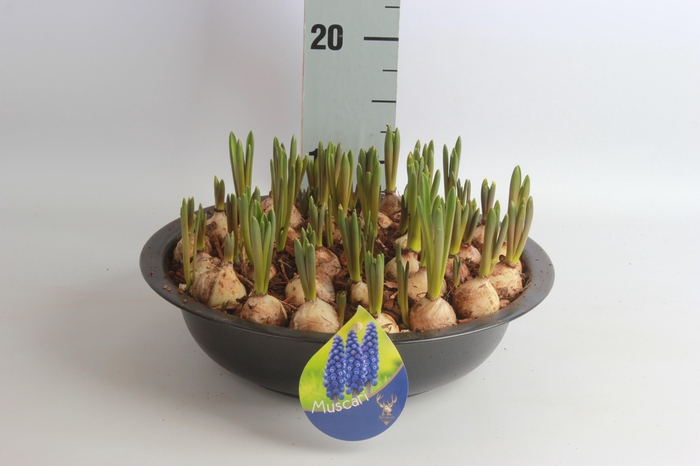 <h4>ARR MUSCARI</h4>