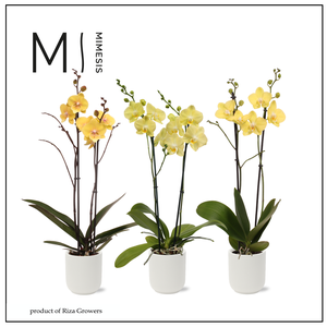 Phalaenopsis Easter 2 spike - 12cm in Atlanta White | Mimesis
