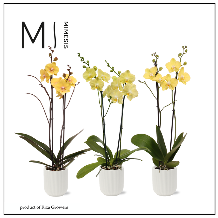 <h4>Phalaenopsis Easter 2 spike - 12cm in Atlanta White | Mimesis</h4>