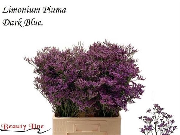<h4>LIM PIUMA DARK BLUE</h4>