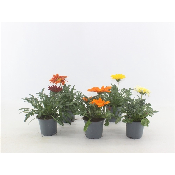 <h4>Gazania gemengd - mix per laag</h4>