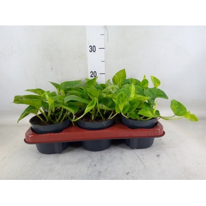 Epipremnum pinn. 'Global Green'