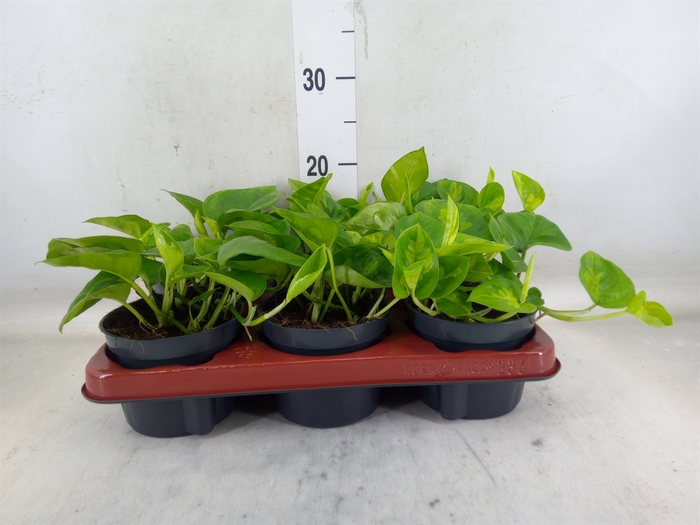 <h4>Epipremnum pinn. 'Global Green'</h4>