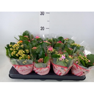 Kalanchoe blos.   ..rosebud mix  5