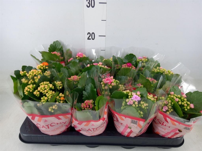<h4>Kalanchoe blos.   ..rosebud mix  5</h4>