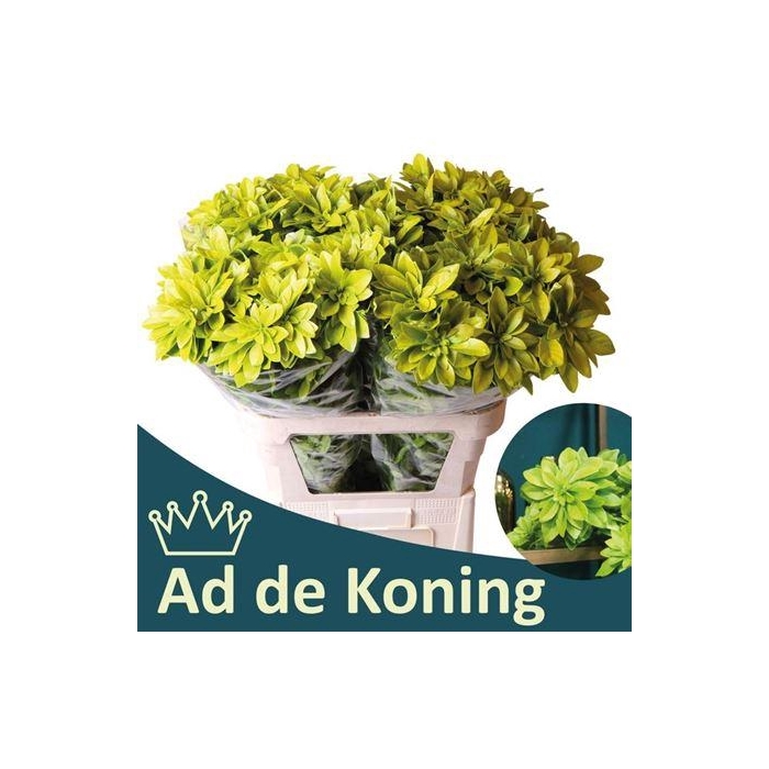 <h4>Choisya Te Lich</h4>