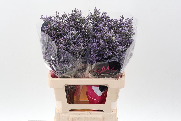 <h4>Lim Ov Skylight</h4>