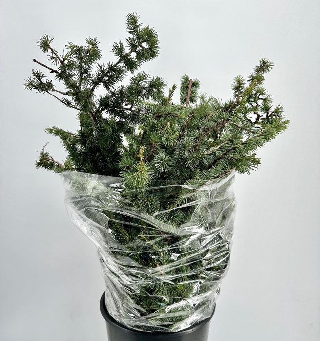 <h4>Cedrus libani</h4>