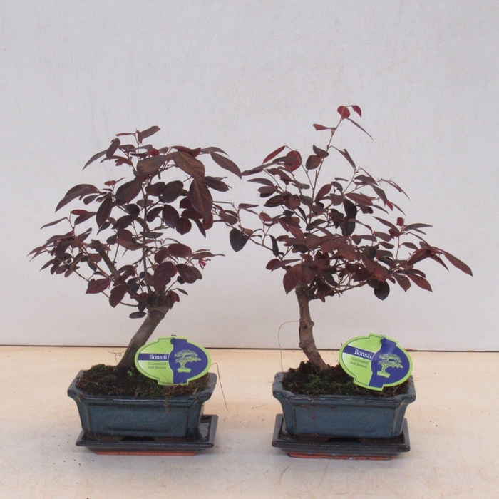 <h4>loropetalum rubra, 15 cm broom, with drip tray</h4>