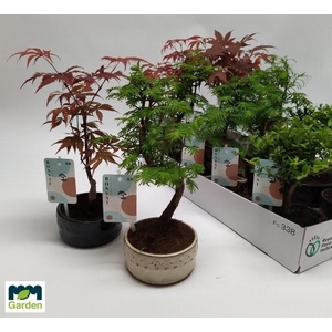 BONSAI GEM