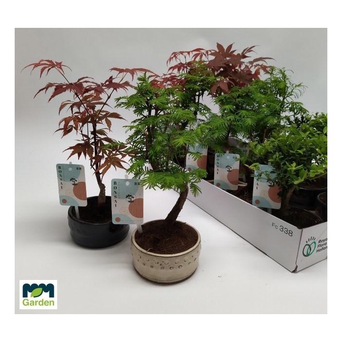 <h4>BONSAI GEM</h4>