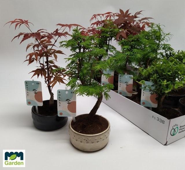<h4>BONSAI GEM</h4>