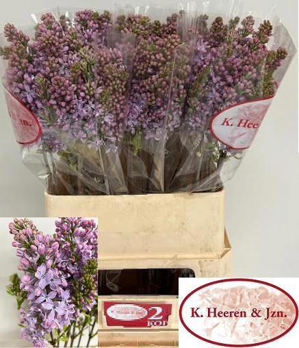 <h4>SYR V LAVALIENSIS</h4>