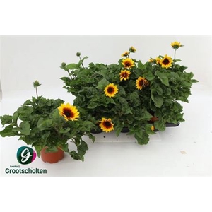 Helianthus annuus Sunbelievable Brown Eyed Girl